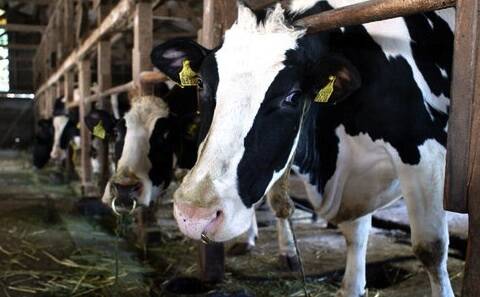 Allevamento di bovini