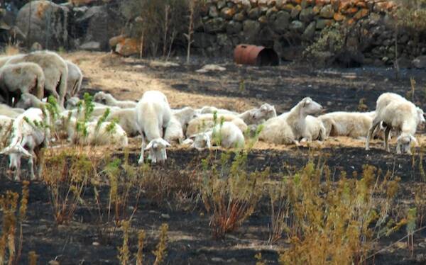 Ghilarza - Pecore al pascolo dopo gli incendi