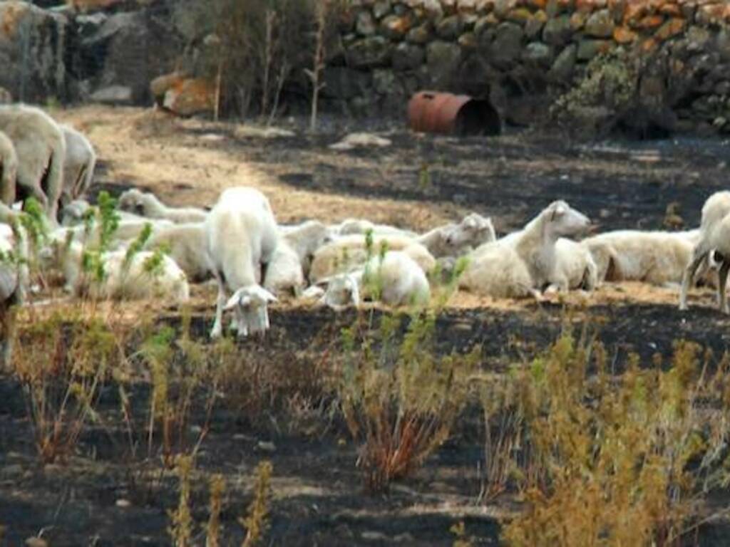 Ghilarza - Pecore al pascolo dopo gli incendi