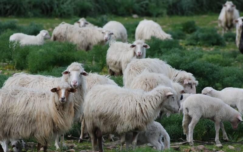 Pecore e agnelli Sardegna