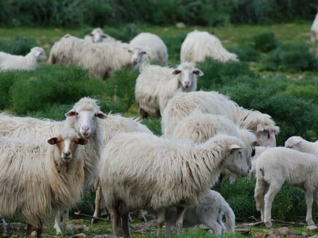 Pecore e agnelli Sardegna