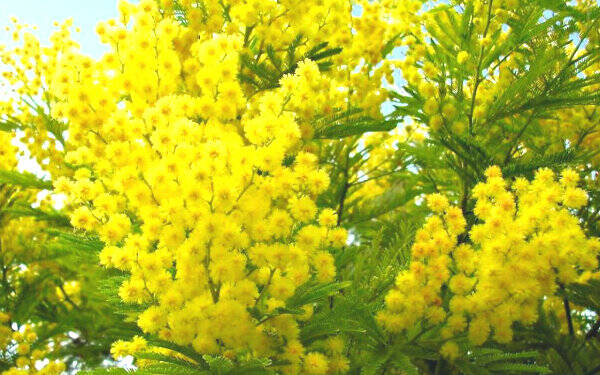 Mimose per weekend di Linkoristano