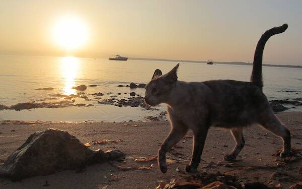 Colonia felina Su Pallosu - Gatto in spiaggia - Foto Associazione Amici di Su Pallosu