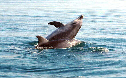 Delfini avvistati nell'area marina protetta del sinis