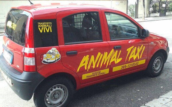 Animal Taxi