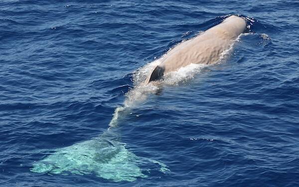 Balena bianca - Foto Corrado Azzali