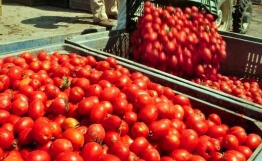 Raccolta di pomodori