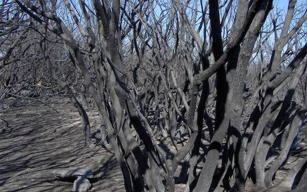 Monte Arci - Incendio 2009