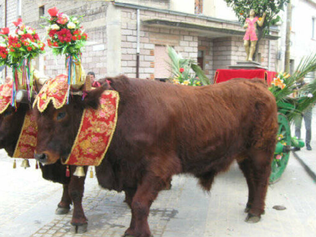 Ollastra - giogo buoi san sebastiano