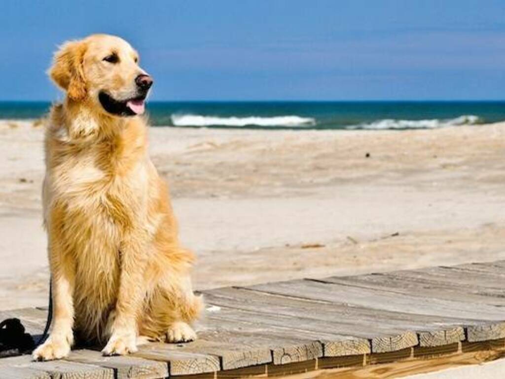 Cani spiaggia