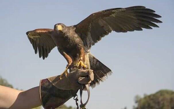 Falco - falconieri di Sardegna - Occhio di falco