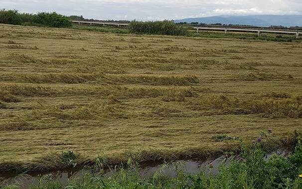 Oristano Maltempo Danni Agricoltura