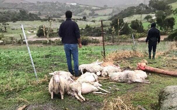 Asuni - maltempo - pecore morte