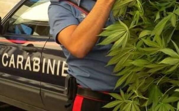 Marijuana carabinieri