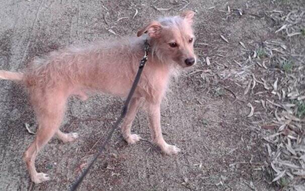 Tare - cane - raccolta fondi - padrone scomparso