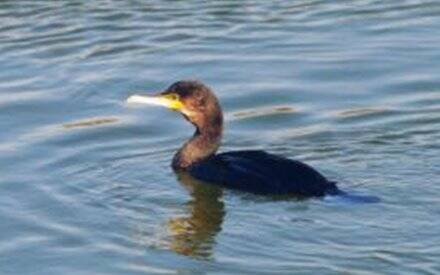 Cormorano - Foto Sardegna Ambiente