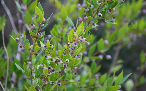 mirto sardegna flora