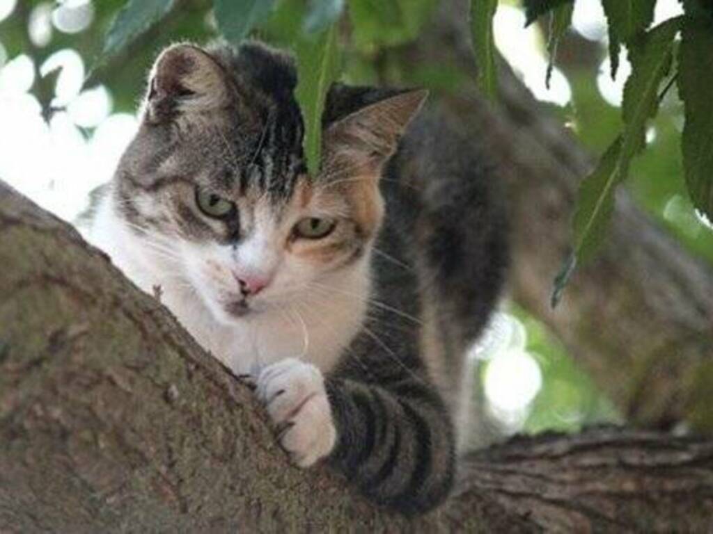 Su Pallosu - Oasi felina - gatto su albero