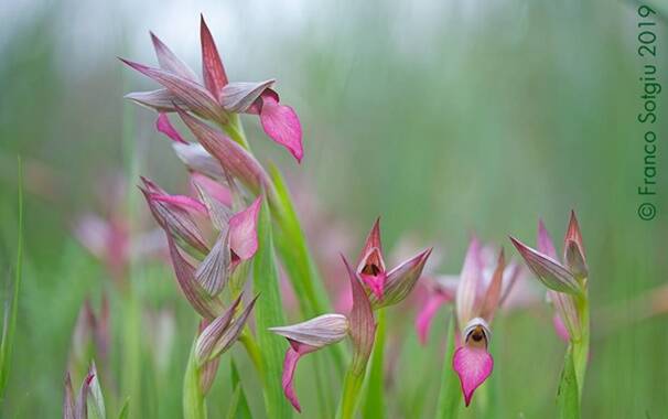 Orchidee sardegna - Franco Sotgiu