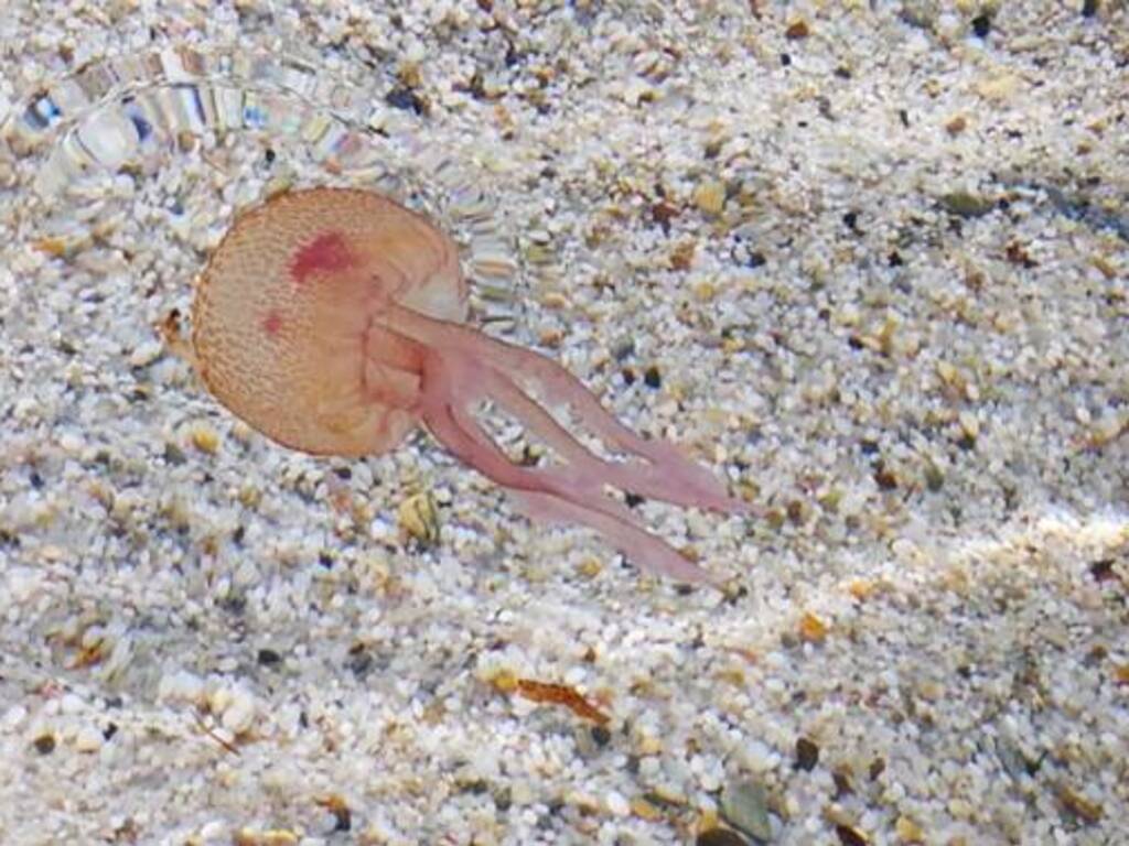 Is Arutas - medusa