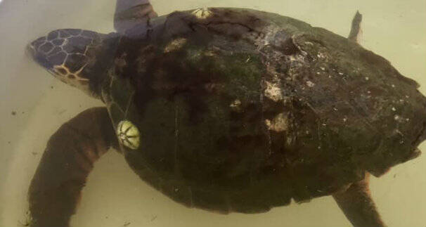 Liberazione di Barracuda la tartaruga marina Sinis
