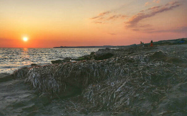 Cabras - posidonia spiaggiata