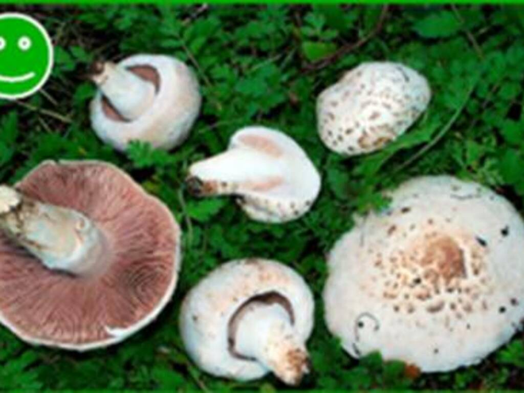 Funghi - Assl EVIDENZA