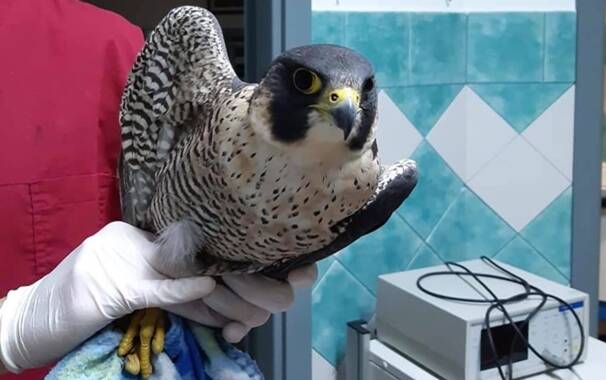 Falco pellegrino - clinica duemari