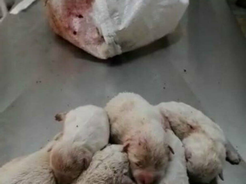 Macomer - cuccioli abbandonati 131 foto clinica duemari