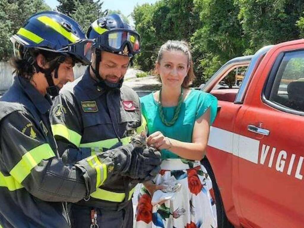 Vigili del fuoco Solarussa gatto