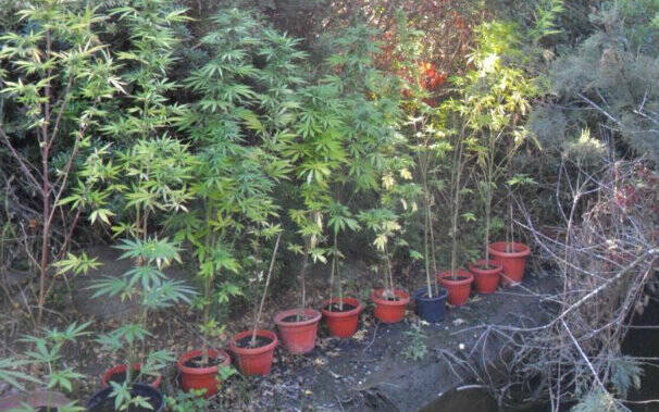 cabras giovane arrestato foto carabinieri cannabis piantagione 1