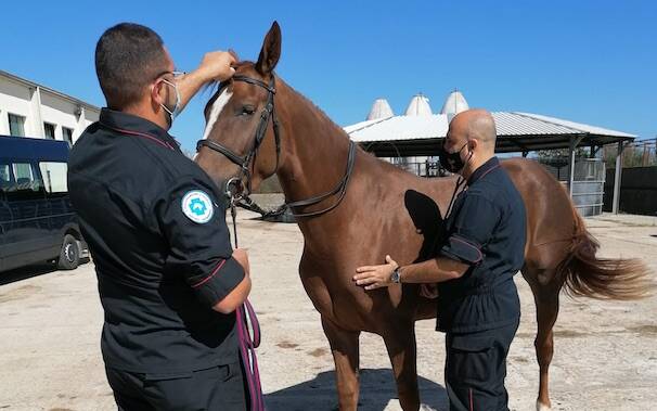 Carabinieri cavalli Oristano acquistoi puledri