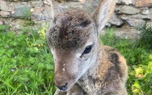 cucciolo di muflone soccorso