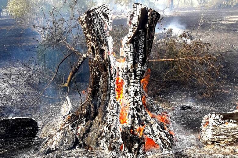 Cabras - ulivo secolare  distrutto dall'incendio - Foto Gianni Meli