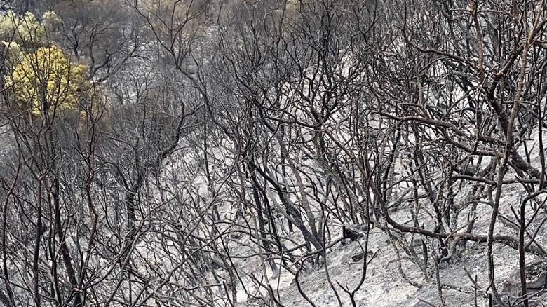 Vegetazione devastata - incendio Montiferru Planargia