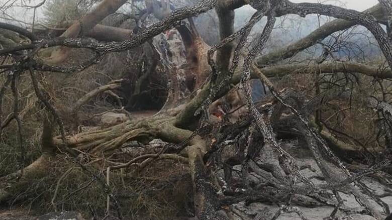 Cuglieri - ulivo millenario distrutto dall'incendio
