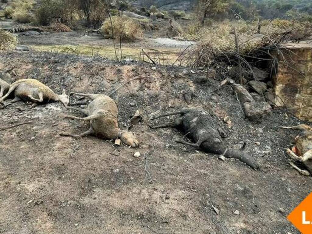 Montiferru - pecore morte - incendio  Lav