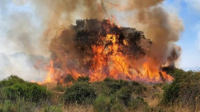 Sagama - incendio - albero divorato dalle fiamme - Foto Rita 2