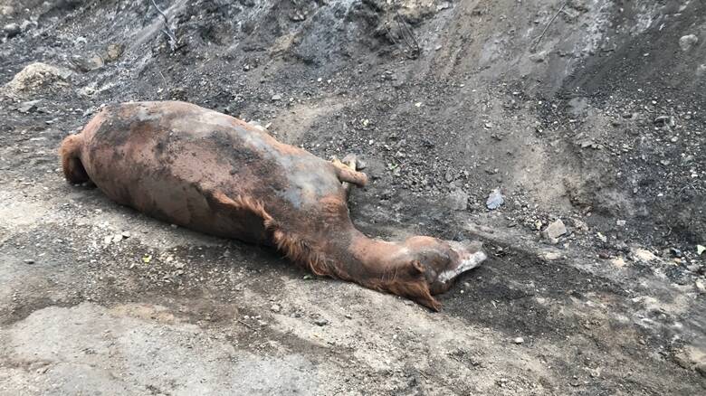 Santu Lussurgiu - la devastazione del fuoco - cavallo morto - Foto Giovanni Matta