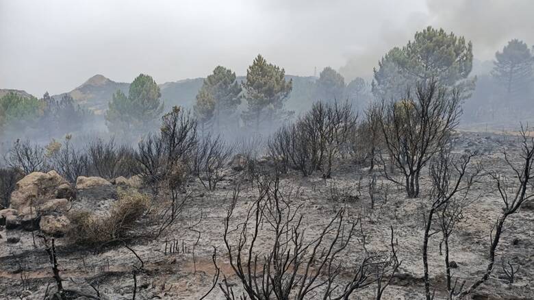 Seneghe - bosco - pericolo ripartenza fuoco - Foto Gianni Oggianu