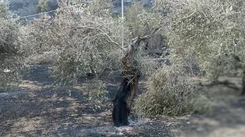 Cuglieri - olivo distrutto incendio - Foto Maria Giovanna Campus