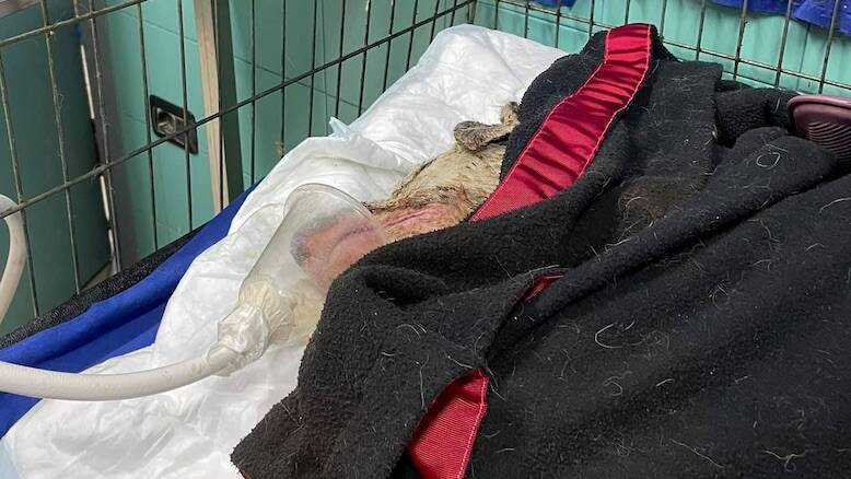 Angelo cane morto incendi Clinica Due Mari