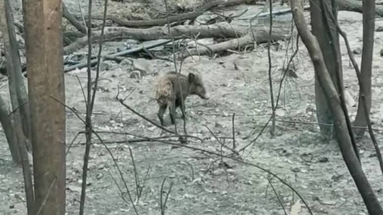 In marcia con gli zaini carichi di mangime per sfamare gli animali  selvatici dopo gli incendi - LinkOristano