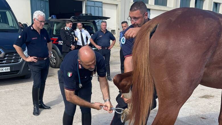 Cavalli reggimento carabinieri - acquisti 2021