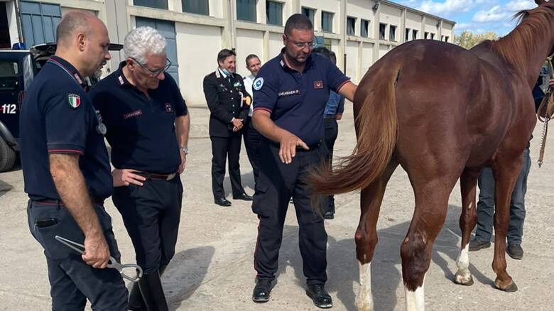 Cavalli reggimento carabinieri - acquisti 2021