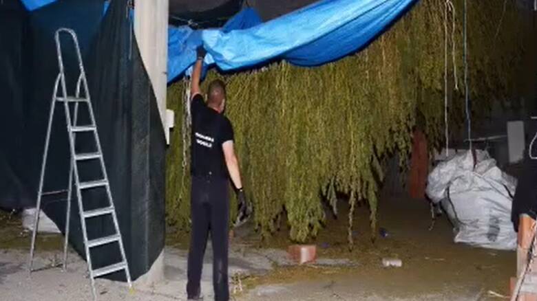 Zerfaliu - marijuana a essicare - polizia