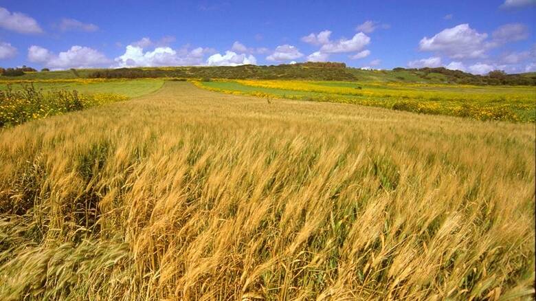 Distretto rurale Sardegna centro occidentale - campo di grano