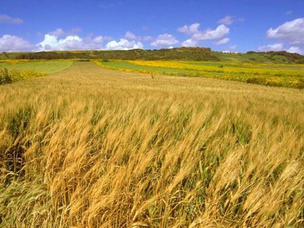 Distretto rurale Sardegna centro occidentale - campo di grano