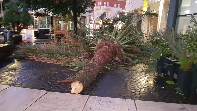 Palma abbattuta dal vento in piazza Roma