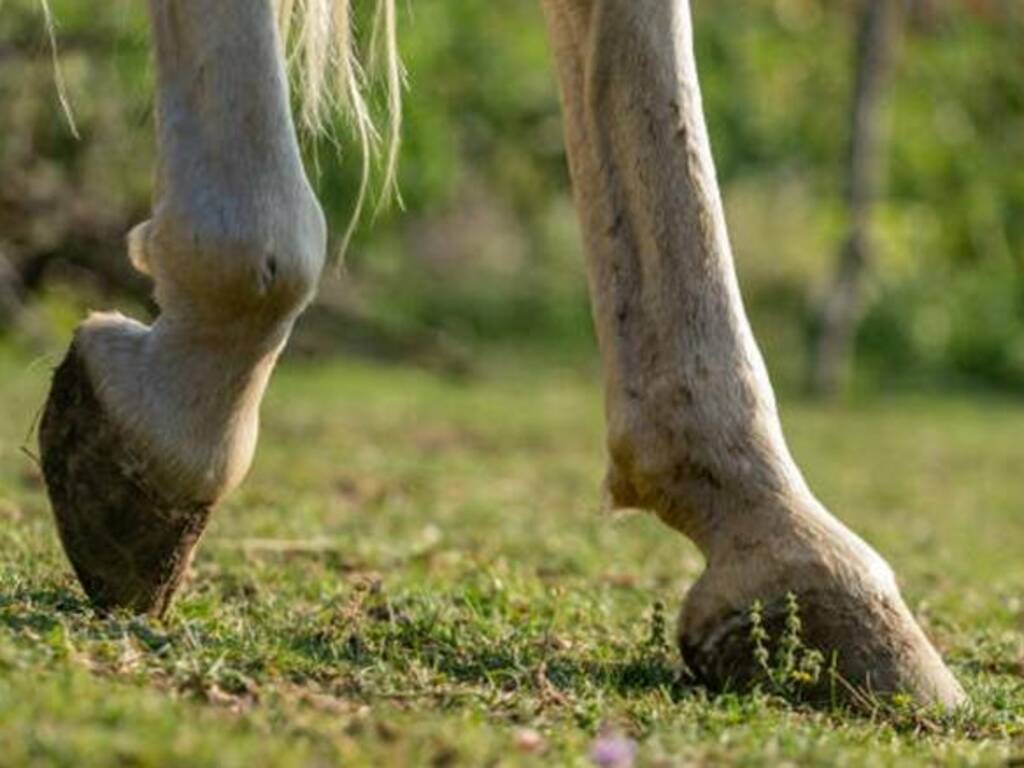 Cavallo - zampe - passeggiata